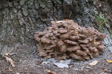 Grifola frondosa, yenilebilir poliporus mantar whhown in Far East and North America.