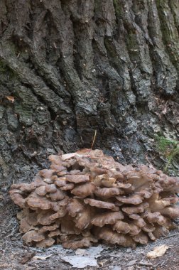 Grifola frondosa, yenilebilir poliporus mantar whhown in Far East and North America.
