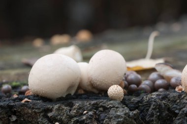 Bir kütüğün üzerinde tütsülenmiş mantar, yosunlu Lycoperdon şemsiyesi.