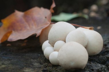 Bir kütüğün üzerinde tütsülenmiş mantar, yosunlu Lycoperdon şemsiyesi.