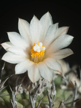 Çiçekli kaktüs turbinicarpus sp, makro çekim, yerel odaklanma