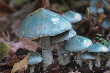 Stropharia caerulea mantarları, yakın çekim, yerel odaklanma