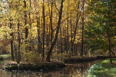 Moskova, Rusya 'daki Sokolniki parkında sonbahar manzarası