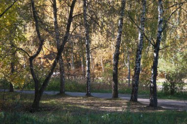 Moskova, Rusya 'daki Sokolniki parkında sonbahar manzarası