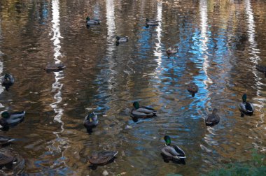Göldeki sonbahar ağaçlarının yansıması ve ördekler