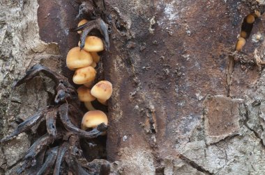 Flammulina velutipes mantarları eski bir kütüğün üzerinde