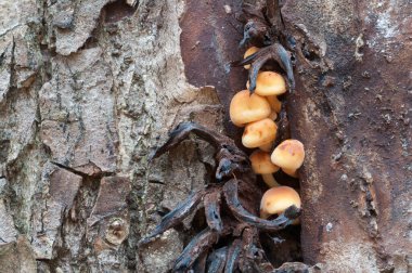 Flammulina velutipes mantarları eski bir kütüğün üzerinde