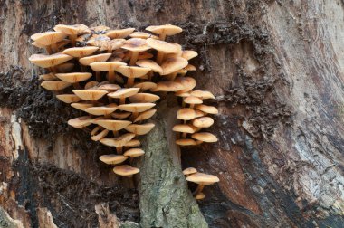 Flammulina velutipes mantarları eski bir kütüğün üzerinde