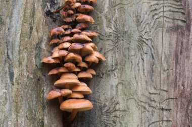 Flammulina velutipes mantarları eski bir kütüğün üzerinde