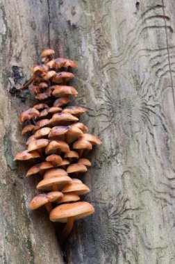 Flammulina velutipes mantarları eski bir kütüğün üzerinde