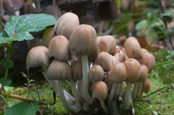 Seta Coprinus Micaceus Cerca Del Árbol Cerca —  Fotos de Stock