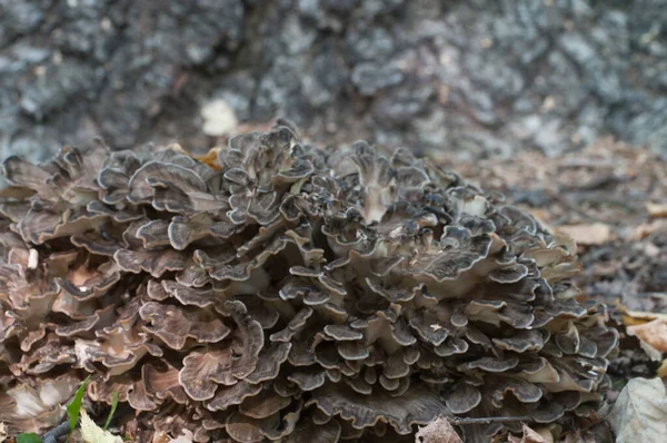 Grifola frondosa, yenilebilir poliporus mantar whhown in Far East and North America.