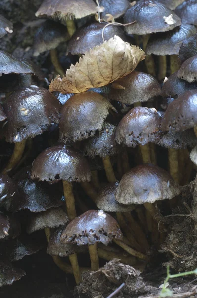 Hypholoma Lateritium Vagy Tégla Sapka Tartják Ehetetlen Európában Ehető Usa — Stock Fotó