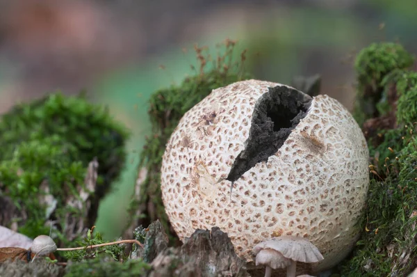 Gewöhnlicher Erdballpilz Nahaufnahme Lokaler Fokus — Stockfoto