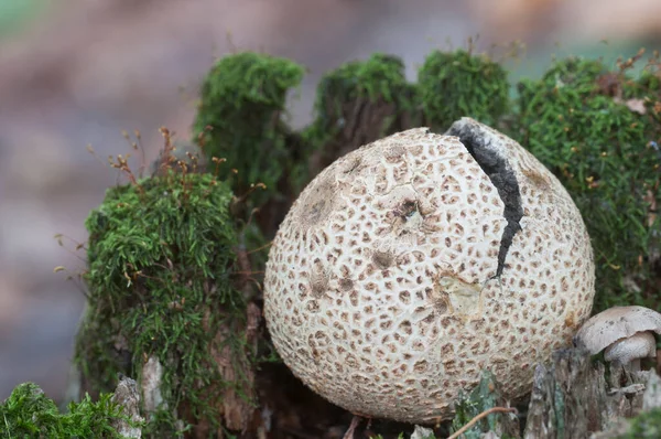 Gewöhnlicher Erdballpilz Nahaufnahme Lokaler Fokus — Stockfoto