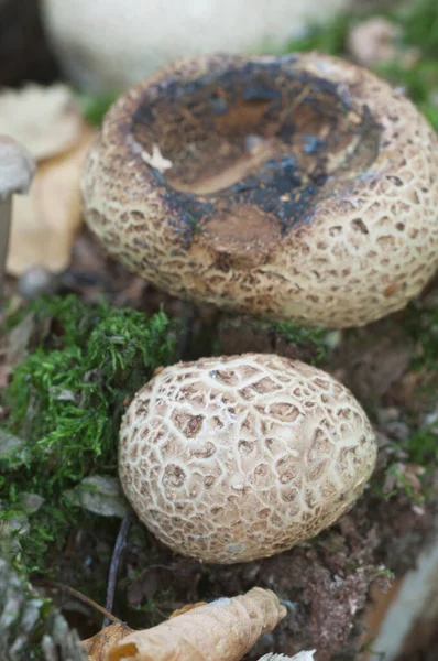 Champignon Terre Commun Gros Plan Foyer Local — Photo