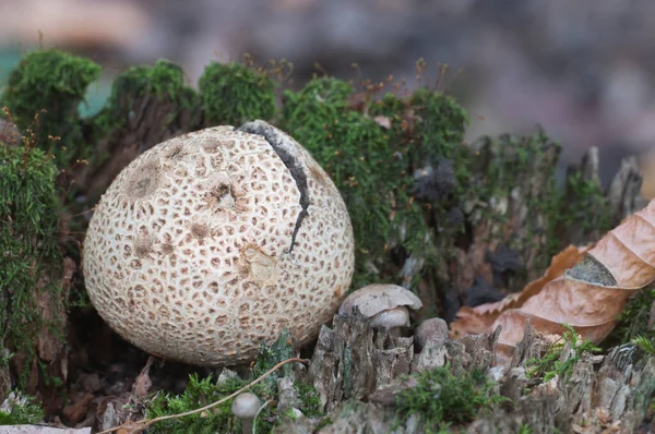 Gewone Aardbol Paddestoel Close Shot Lokale Focus — Stockfoto