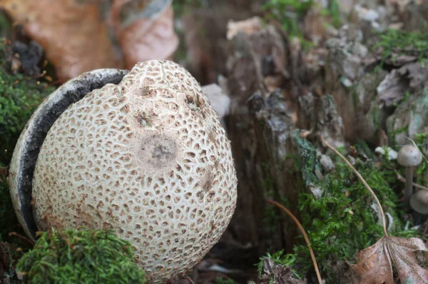 Gewöhnlicher Erdballpilz Nahaufnahme Lokaler Fokus — Stockfoto