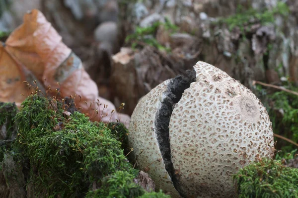 Common Earthball Mushroom Close Shot Local Focus — Stock Photo, Image