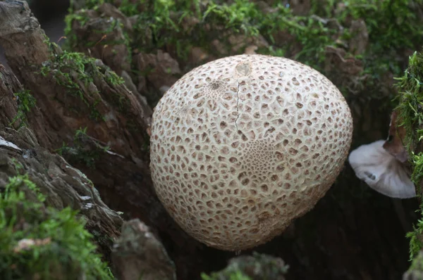 Gewöhnlicher Erdballpilz Nahaufnahme Lokaler Fokus — Stockfoto