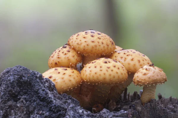 Seta Pholiota Aurivella Tocón Viejo —  Fotos de Stock