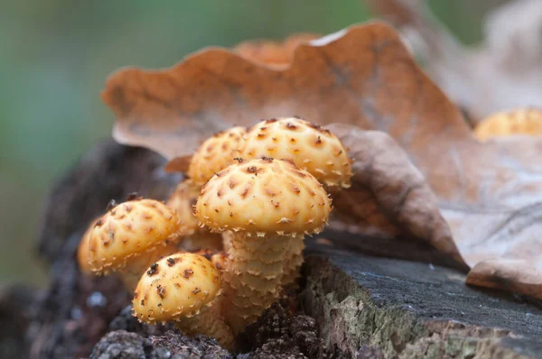 Pholiota Aurivella Cogumelo Toco Velho — Fotografia de Stock