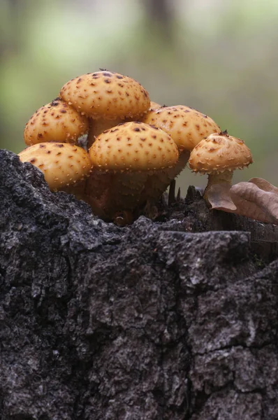 Fungo Pholiota Aurivella Vecchio Ceppo — Foto Stock