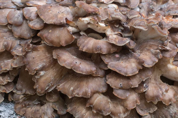 Grifola frondosa, yenilebilir poliporus mantar whhown in Far East and North America.