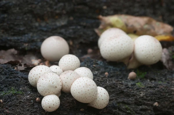 Puffball Mushrooms Stump Lycoperdon Umbrinum Moss — Stock Photo, Image