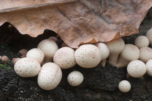 Cogumelos Puffball Toco Lycoperdon Umbrinum Musgo — Fotografia de Stock