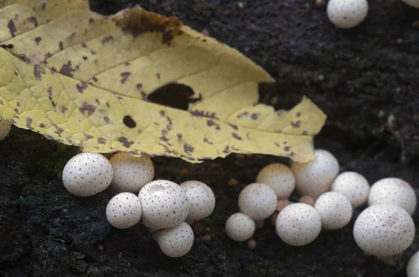 Cogumelos Puffball Toco Lycoperdon Umbrinum Musgo — Fotografia de Stock