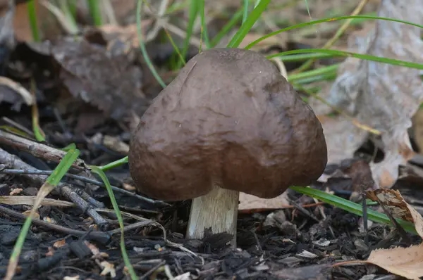 Cogumelo Veado Pluteus Cervinus Toco Bétula — Fotografia de Stock