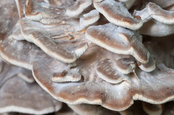 Grifola Frondosa Seta Poliporosa Comestible Khown Extremo Oriente América Del — Foto de Stock