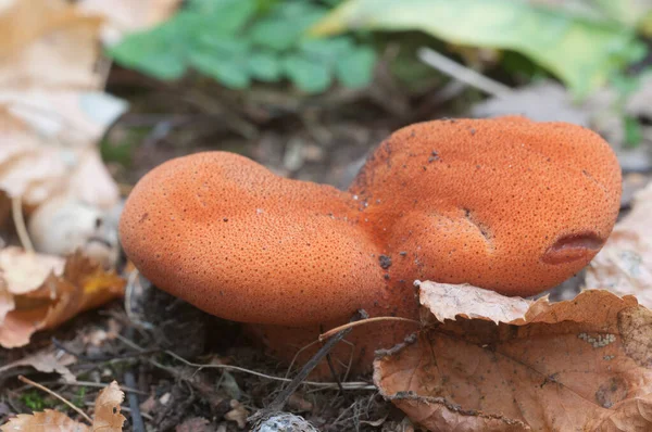 Fistulina Hepatica Beefsteak Fungus Mushroom Close Shot — Stock Photo, Image