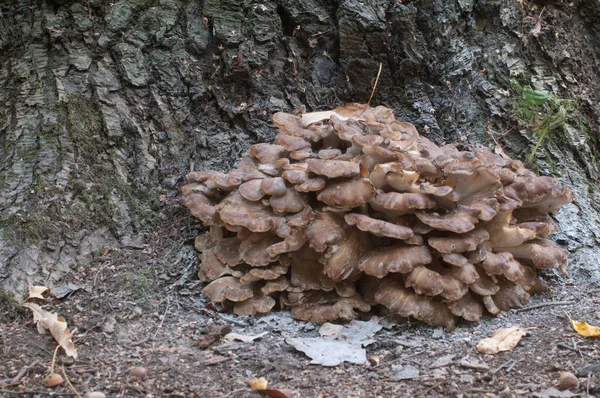 Grifola frondosa, yenilebilir poliporus mantar whhown in Far East and North America.