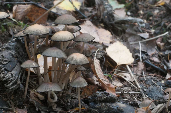 Coprinus Miccaceus Mantarı Ağacın Yanında Yaklaş — Stok fotoğraf