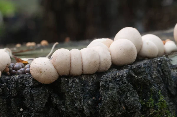 Puffballpilze Auf Einem Baumstumpf Lycoperdon Umbrinum Moos — Stockfoto