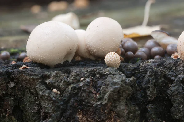 Puffballpilze Auf Einem Baumstumpf Lycoperdon Umbrinum Moos — Stockfoto