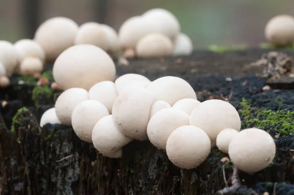 Las Setas Globo Sobre Muñón Lycoperdon Umbrinum Musgo —  Fotos de Stock