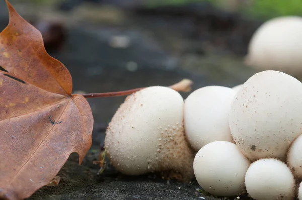 Bir kütüğün üzerinde tütsülenmiş mantar, yosunlu Lycoperdon şemsiyesi.