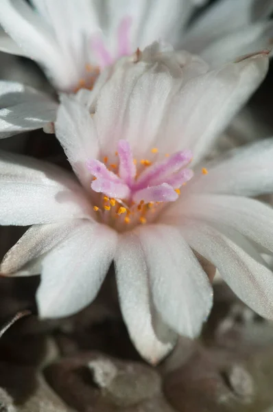 Cactus Fiore Turbinicarpus Polaskii Primo Piano Focus Locale — Foto Stock