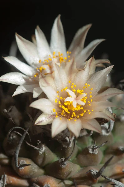 Flowering Cactus Turbinicarpus Flaviflorus Macro Shot Local Focus — Stock Photo, Image