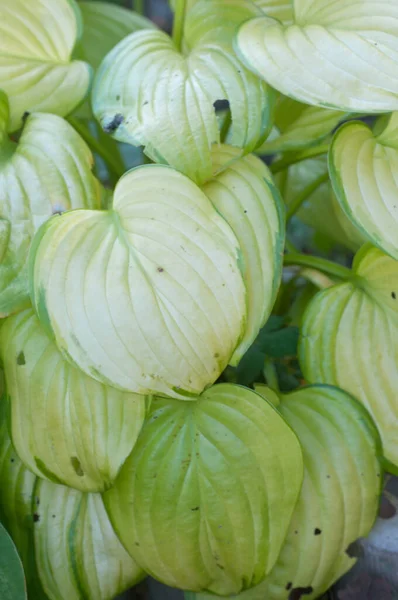 Planta Hosta Jardín Formal Decorativo — Foto de Stock