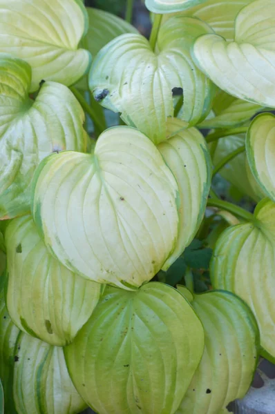 Planta Hosta Jardín Formal Decorativo — Foto de Stock