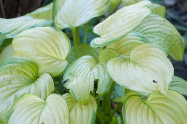 Hosta Plante Dans Jardin Décoratif Formel — Photo