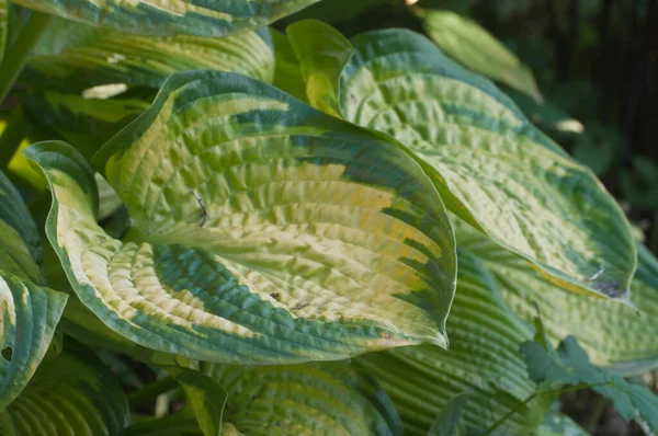 Hosta Plante Dans Jardin Décoratif Formel — Photo