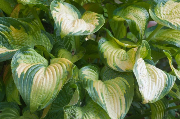 Hosta Pflanze Einem Dekorativen Formalen Garten — Stockfoto
