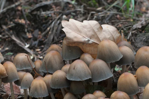 Coprinus Micaceus Mushroom Tree Close — стоковое фото