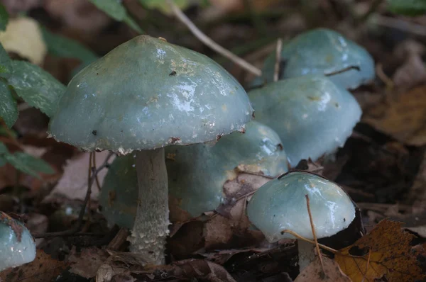 Stropharia Caerulea Funghi Primo Piano Shot Focus Locale — Foto Stock