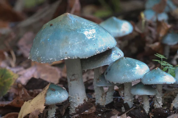 Stropharia Caerulea Mushrooms Close Seup Shot Local Focus — стоковое фото